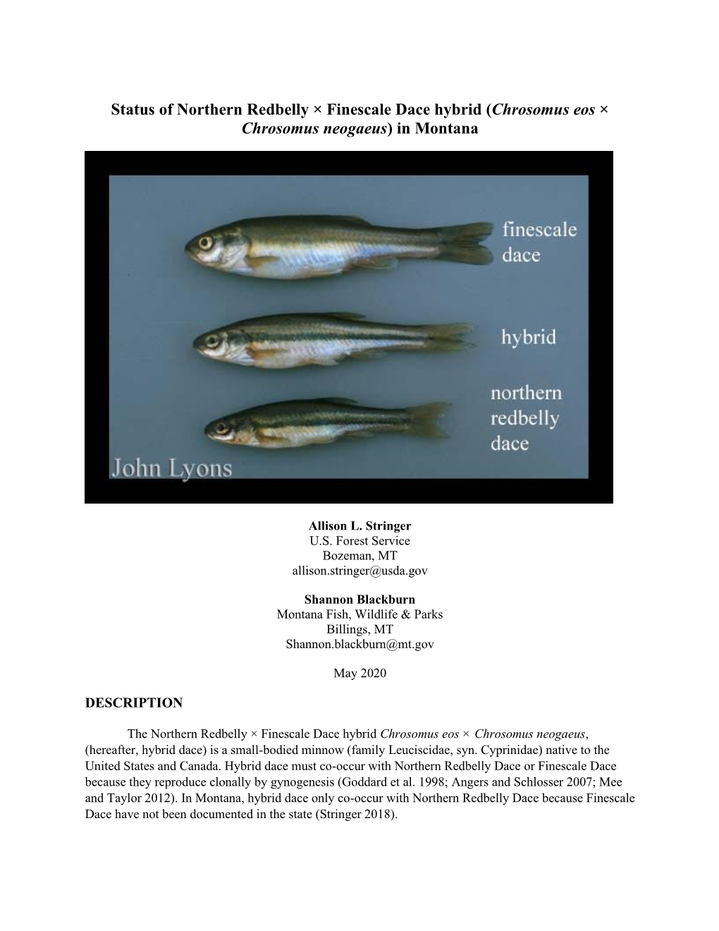 Status of Northern Redbelly × Finescale Dace Hybrid (Chrosomus Eos × Chrosomus Neogaeus) in Montana