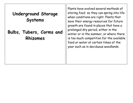 Underground Storage Systems Bulbs, Tubers, Corms and Rhizomes