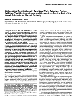 Corticospinal Terminations in Two New-World Primates: Further Evidence That Corticomotoneuronal Connections Provide Part of the Neural Substrate for Manual Dexterity