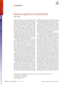 Big-Time Insights from a Tiny Bird Fossil Daniel J