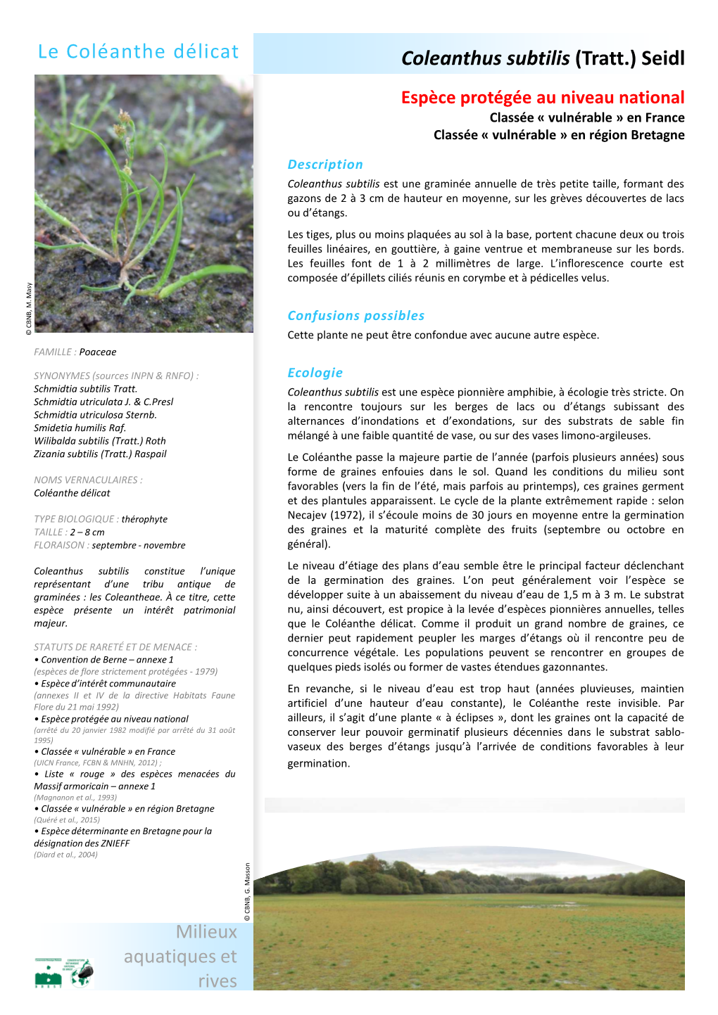 Coleanthus Subtilis (Tratt.) Seidl Le Coléanthe Délicat