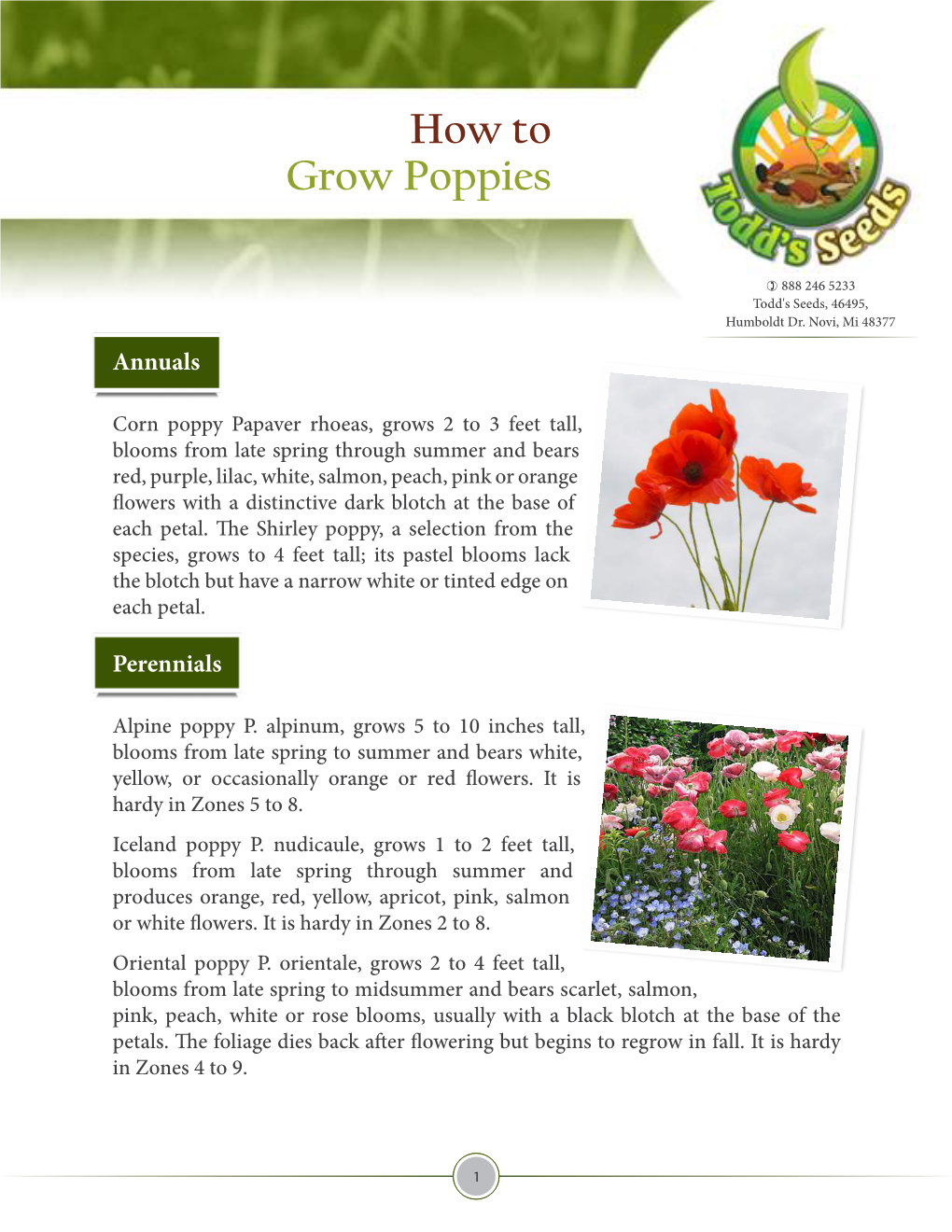 How to Grow Poppies