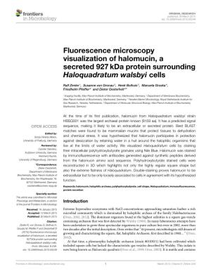 Fluorescence Microscopy Visualization of Halomucin, a Secreted 927 Kda Protein Surrounding Haloquadratum Walsbyi Cells