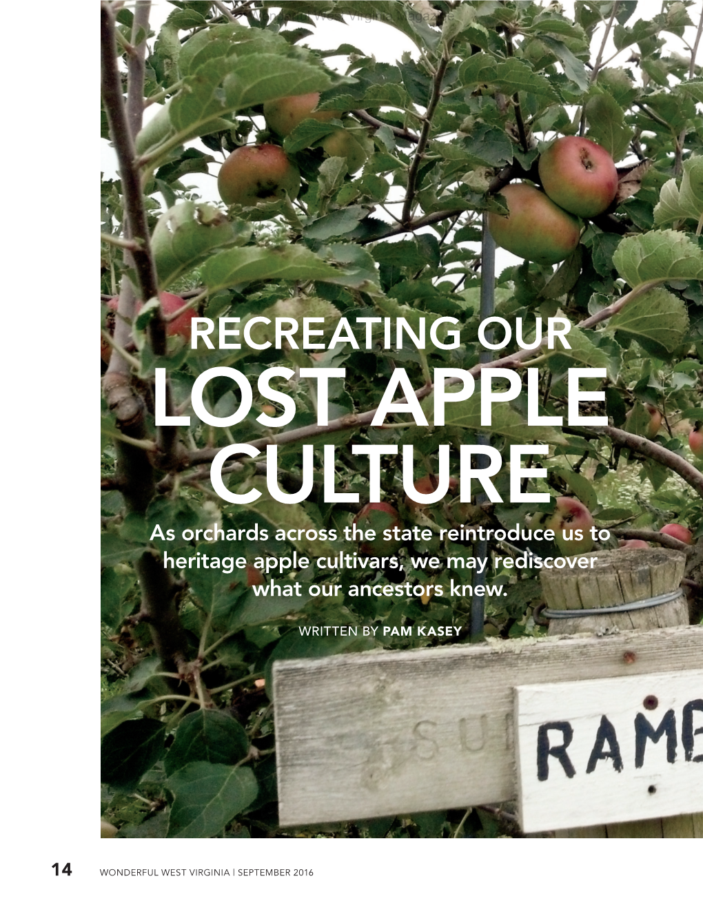 RECREATING OUR LOST APPLE CULTURE As Orchards Across the State Reintroduce Us to Heritage Apple Cultivars, We May Rediscover What Our Ancestors Knew