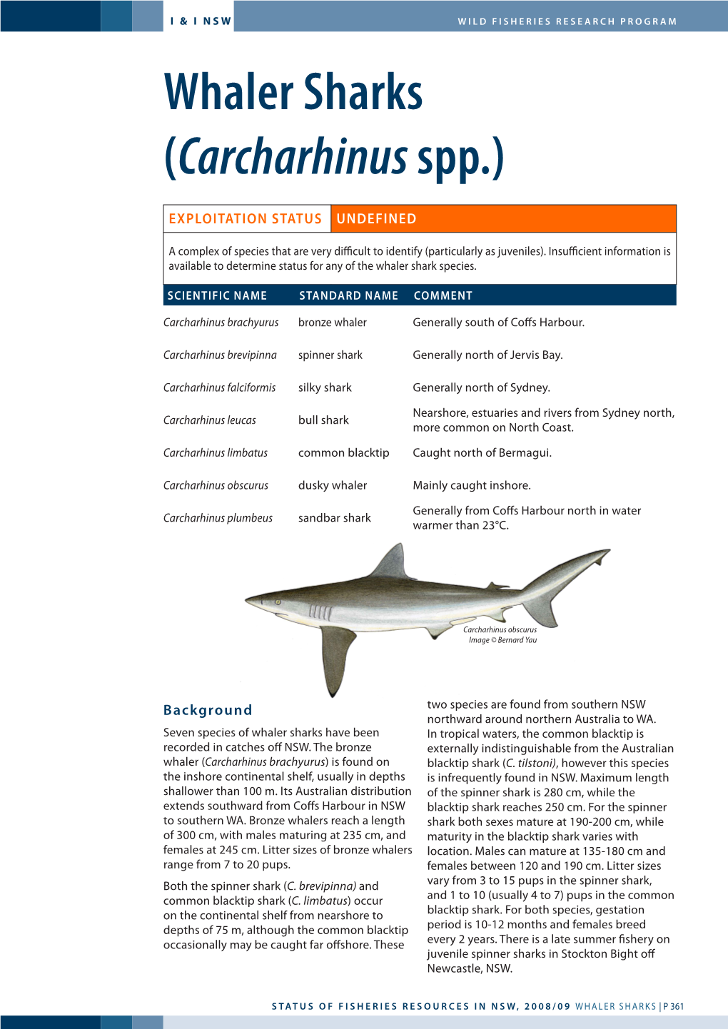 Whaler Sharks (Carcharhinus Spp.)