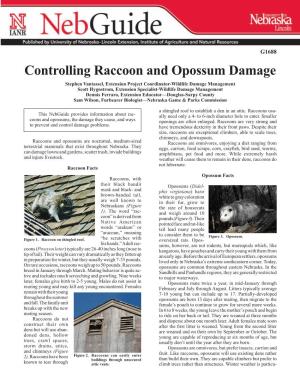 Controlling Raccoon and Opossum Damage