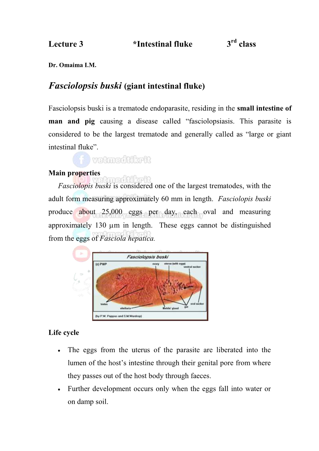 Lecture 3 *Intestinal Fluke 3 Class Fasciolopsis Buski