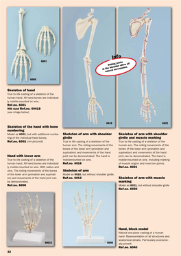 Skeleton of Hand Skeleton of the Hand with Bone Numbering Skeleton Of