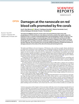 Damages at the Nanoscale on Red Blood Cells Promoted by Fire Corals