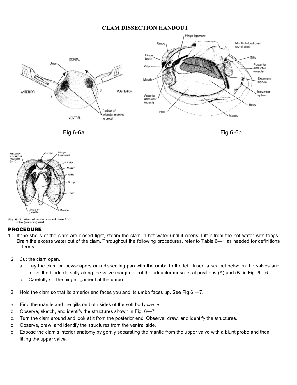 Clam Dissection Handout