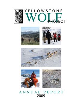 Yellowstone Wolf Project: Annual Report, 2009