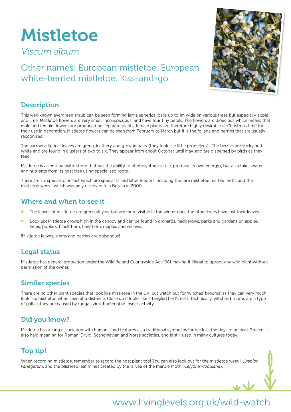 Mistletoe Viscum Album Other Names: European Mistletoe, European White-Berried Mistletoe, Kiss-And-Go