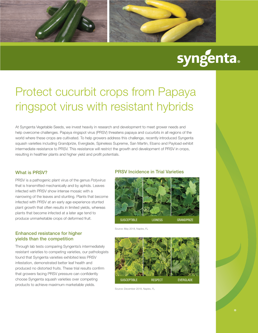 Protect Cucurbit Crops from Papaya Ringspot Virus with Resistant Hybrids