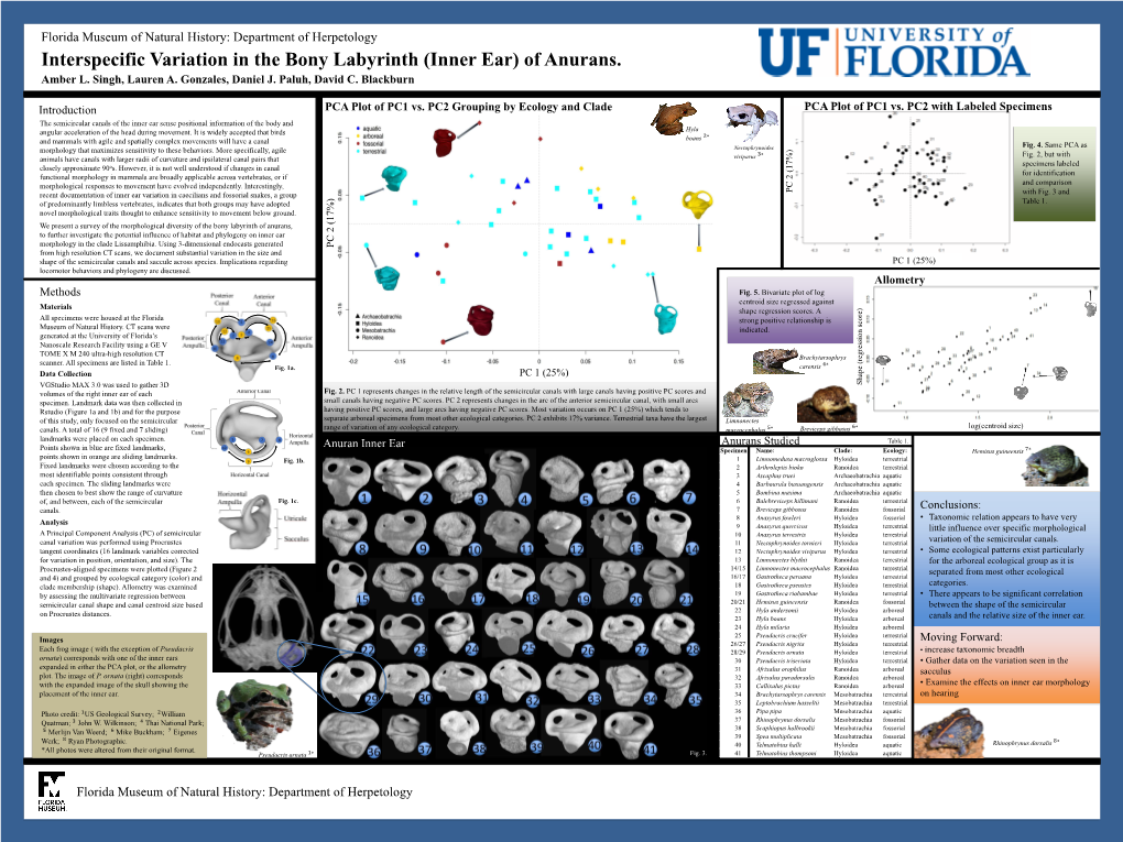 Interspecific Variation in the Bony Labyrinth (Inner Ear) of Anurans. Amber L