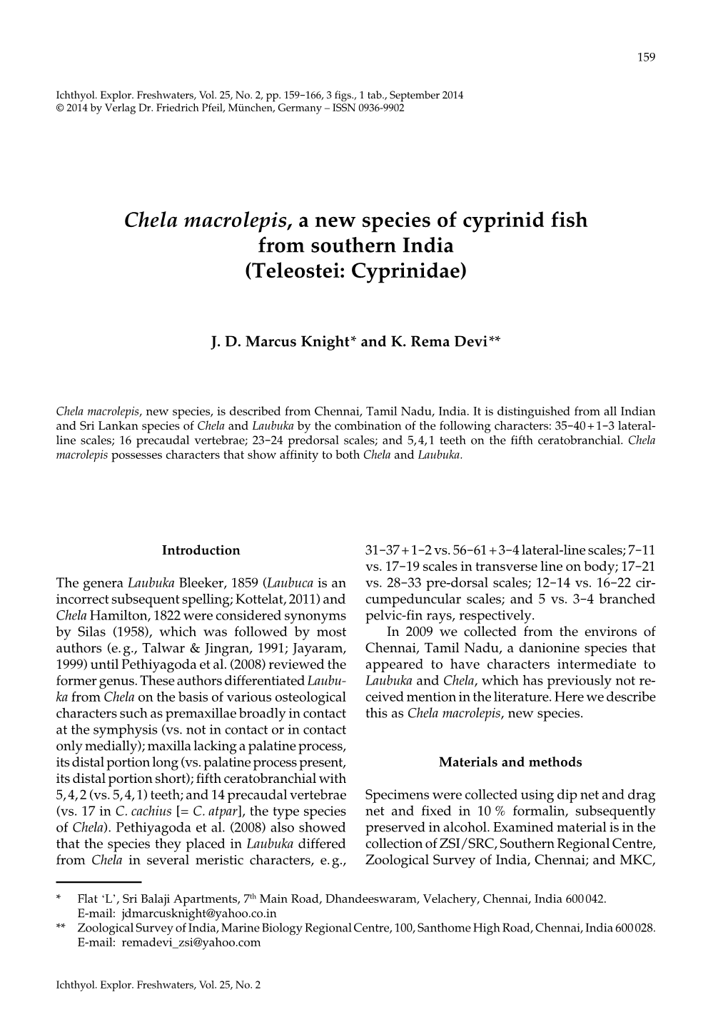 Chela Macrolepis, a New Species of Cyprinid Fish from Southern India (Teleostei: Cyprinidae)