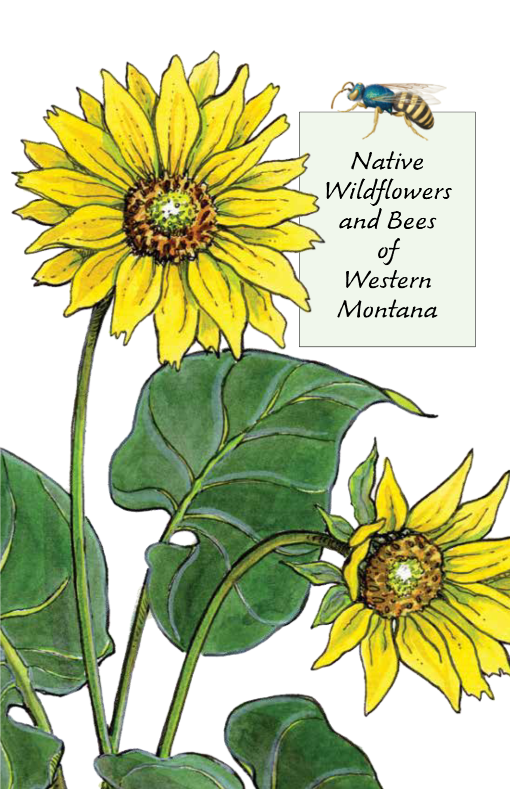 Native Wildflowers and Bees of Western Montana the Beauty of Wildflowers