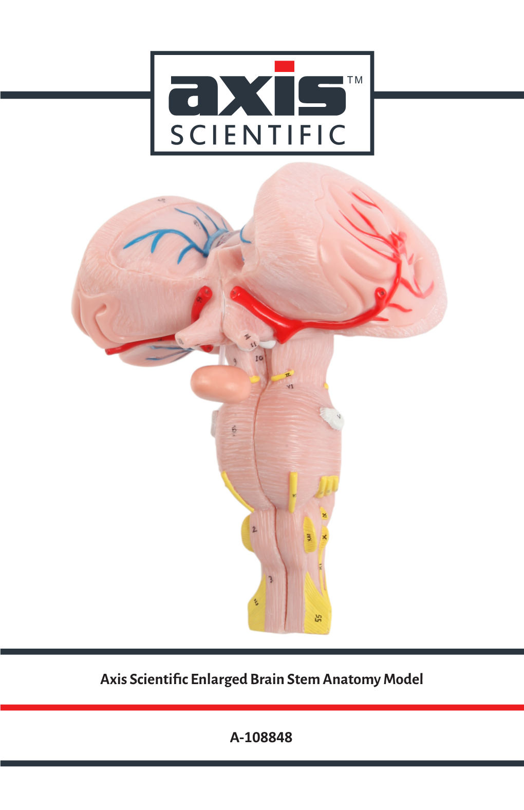 Axis Scientific Enlarged Brain Stem Anatomy Model A-108848