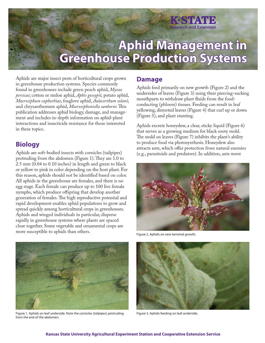 MF3442 Aphid Management in Greenhouse Production Systems