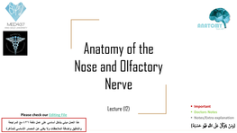 Anatomy of the Nose and Olfactory Nerve
