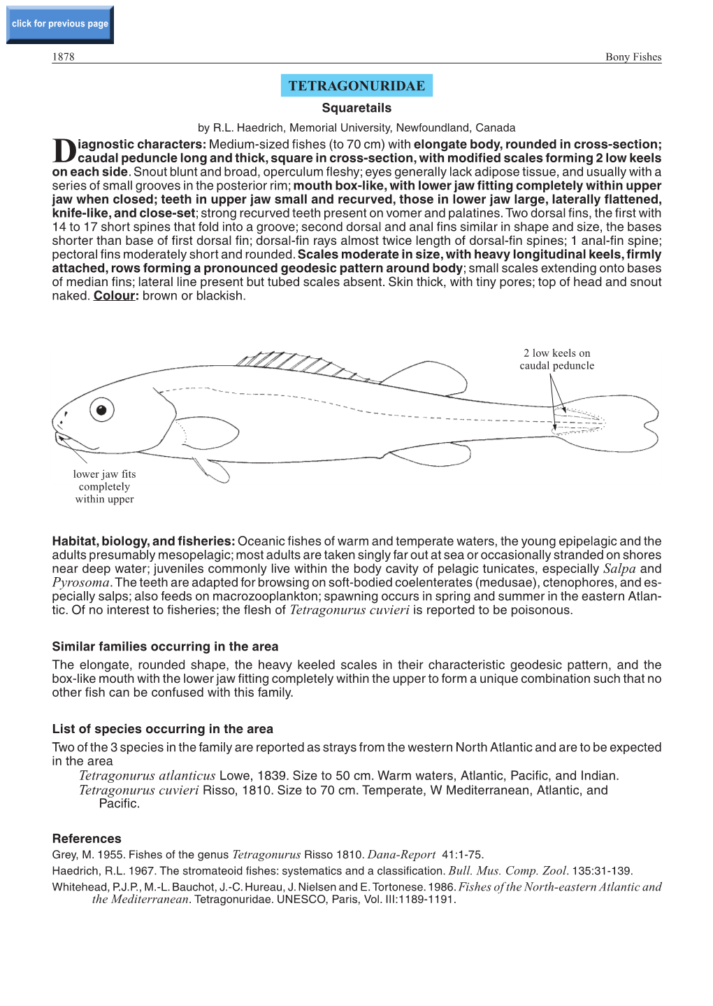 TETRAGONURIDAE Squaretails by R.L