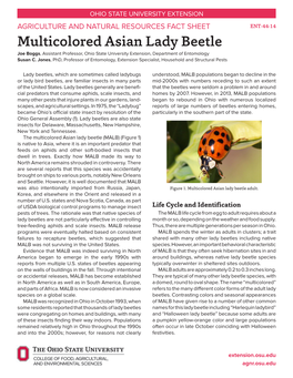 Multicolored Asian Lady Beetle Joe Boggs, Assistant Professor, Ohio State University Extension, Department of Entomology Susan C