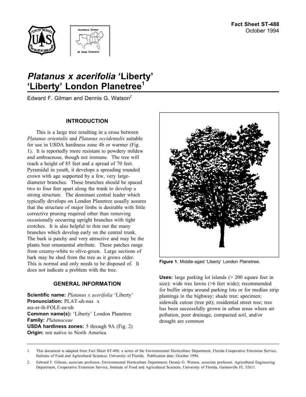 London Planetree (Platanus X Acerifolia 'Liberty')