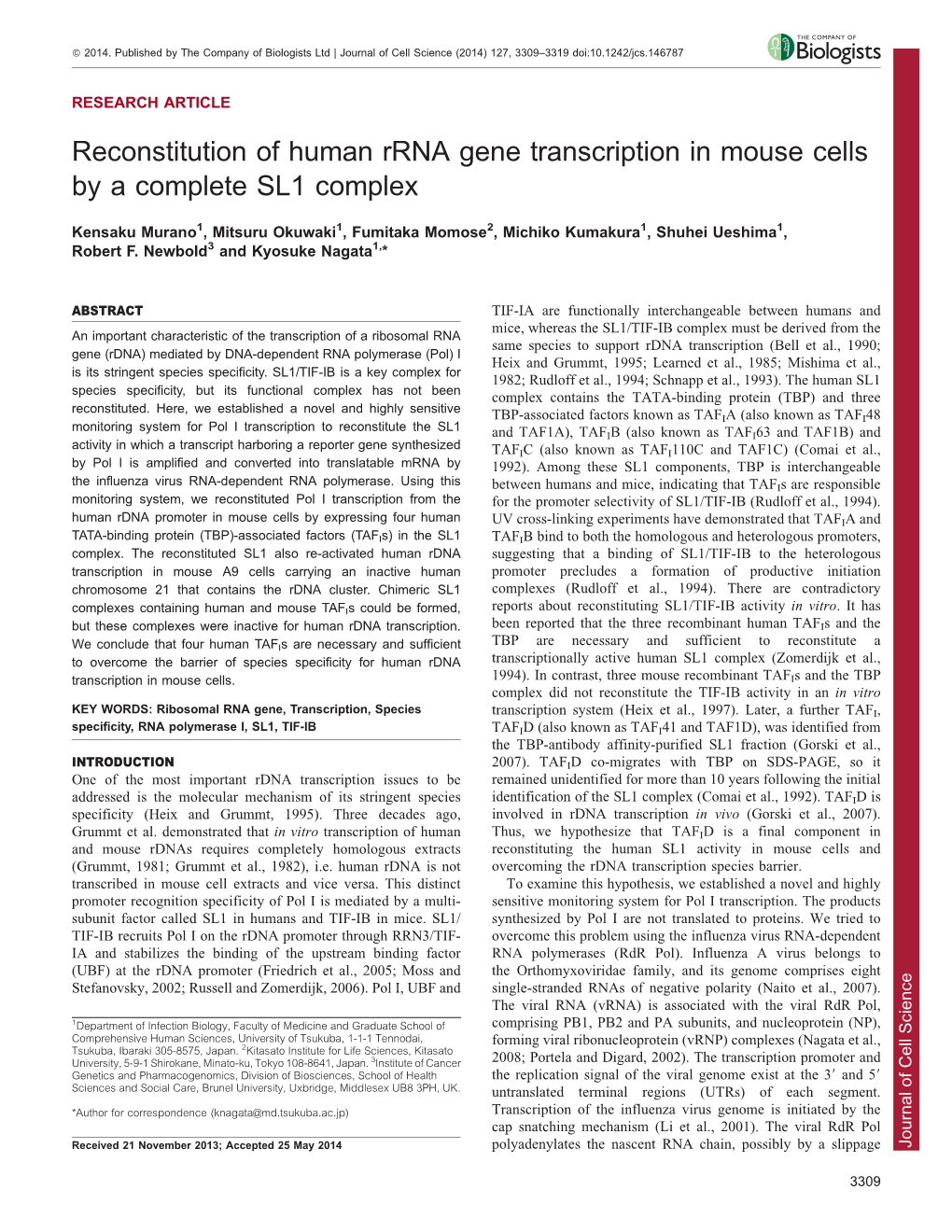 Reconstitution of Human Rrna Gene Transcription in Mouse Cells by A