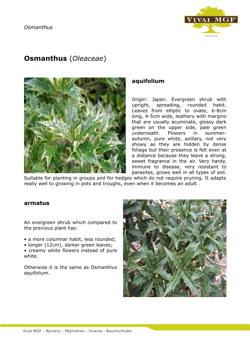 Osmanthus (Oleaceae)