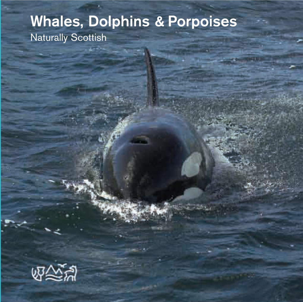 Whales, Dolphins and Porpoises