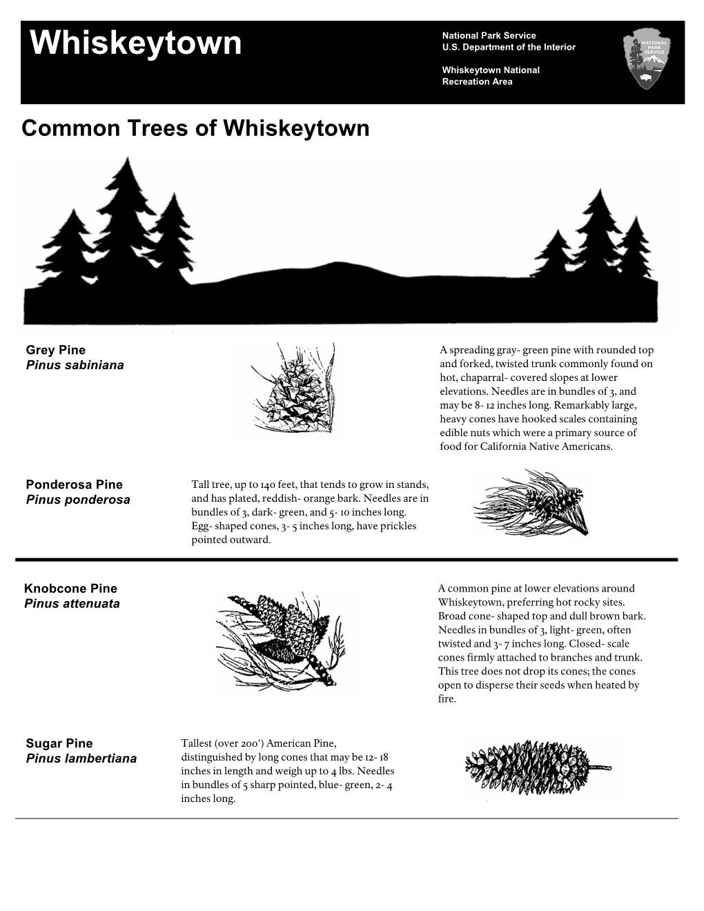 Common Trees of Whiskeytown