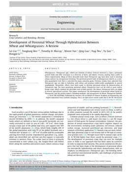Development of Perennial Wheat Through Hybridization Between Wheat and Wheatgrasses: a Review ⇑ Lei Cui A,B,#, Yongkang Ren A,#, Timothy D