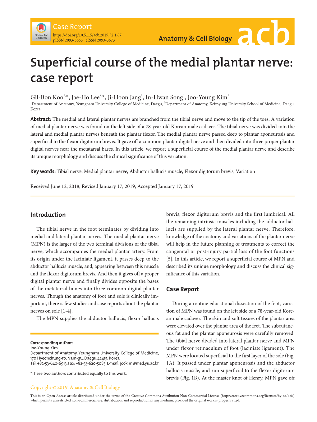 Superficial Course of the Medial Plantar Nerve: Case Report