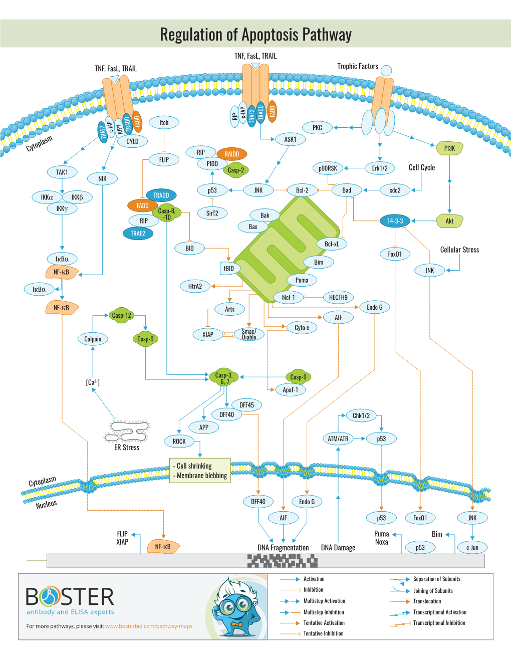 Regulation of Apoptosis Pathway