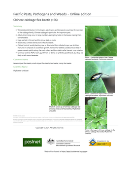 Chinese Cabbage Flea Beetle (166)