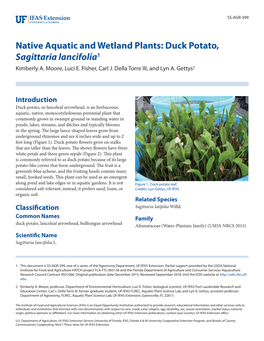 Native Aquatic and Wetland Plants: Duck Potato, Sagittaria Lancifolia1 Kimberly A