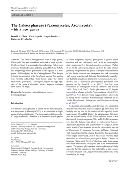 The Caloscyphaceae (Pezizomycetes, Ascomycota), with a New Genus