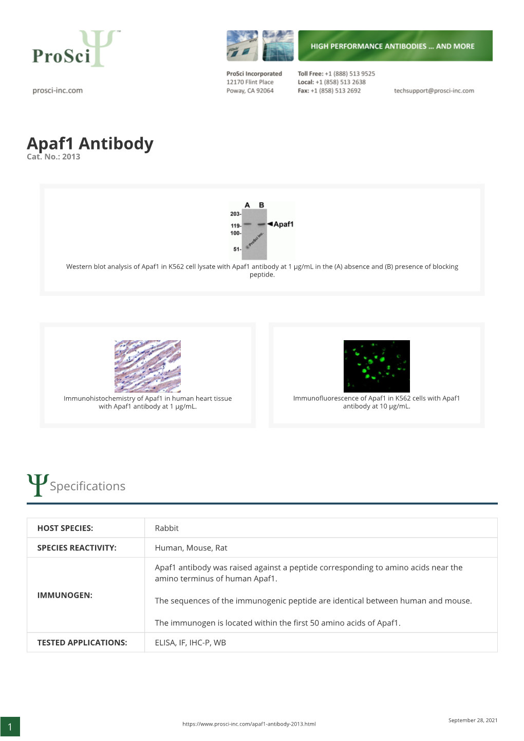 Apaf1 Antibody Cat