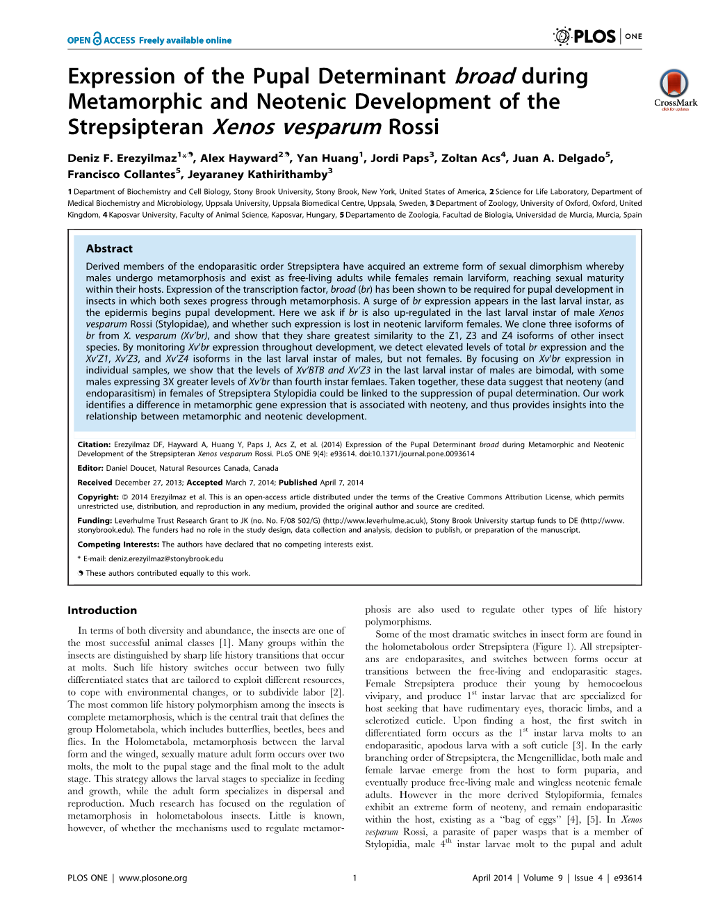 Strepsipteran Xenos Vesparum Rossi