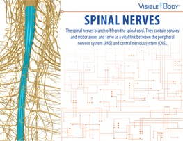 SPINAL NERVES the Spinal Nerves Branch Off from the Spinal Cord
