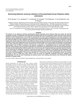 Swimming Behavior and Prey Retention of the Polychaete Larvae Polydora Ciliata (Johnston)