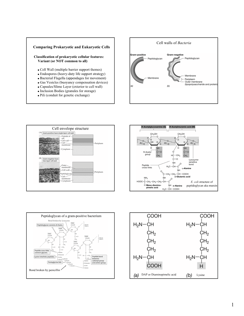 Comparing Prokaryotic and Eukaryotic Cells Cell Walls of Bacteria Cell Envelope Structure