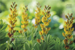 Baptisia ‘Brownie Points’ Developed by Hans Hansen at Walters Gardens in the USA This New Cultivar Has 25Cm Long Spikes of Caramel-Brown Flowers with Yellow Keels