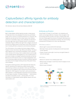 Application Note: Captureselect Affinity Ligands for Antibody Detection and Characterization