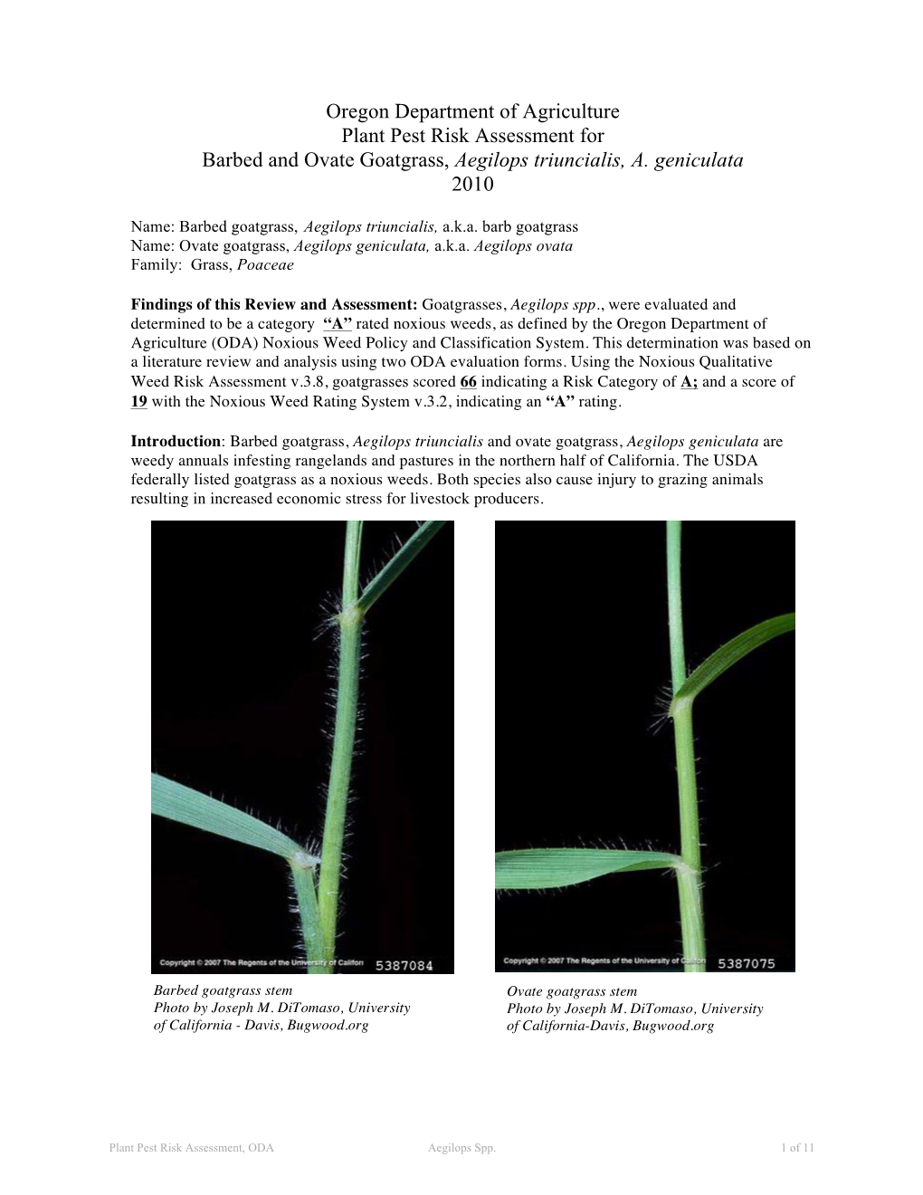 Oregon Department of Agriculture Plant Pest Risk Assessment for Barbed and Ovate Goatgrass, Aegilops Triuncialis, A
