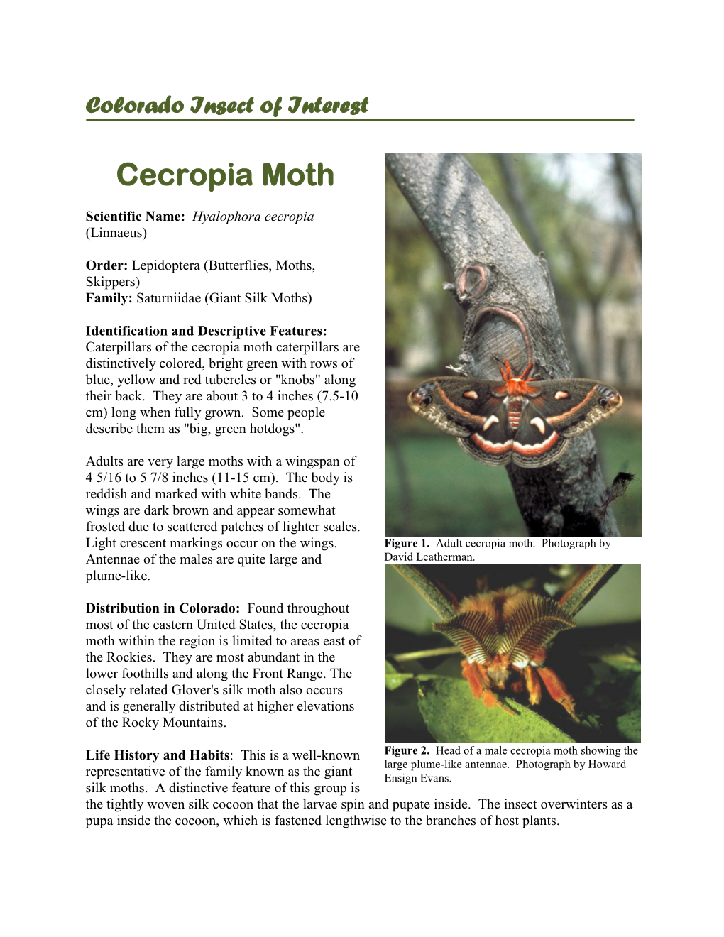 Cecropia Moth