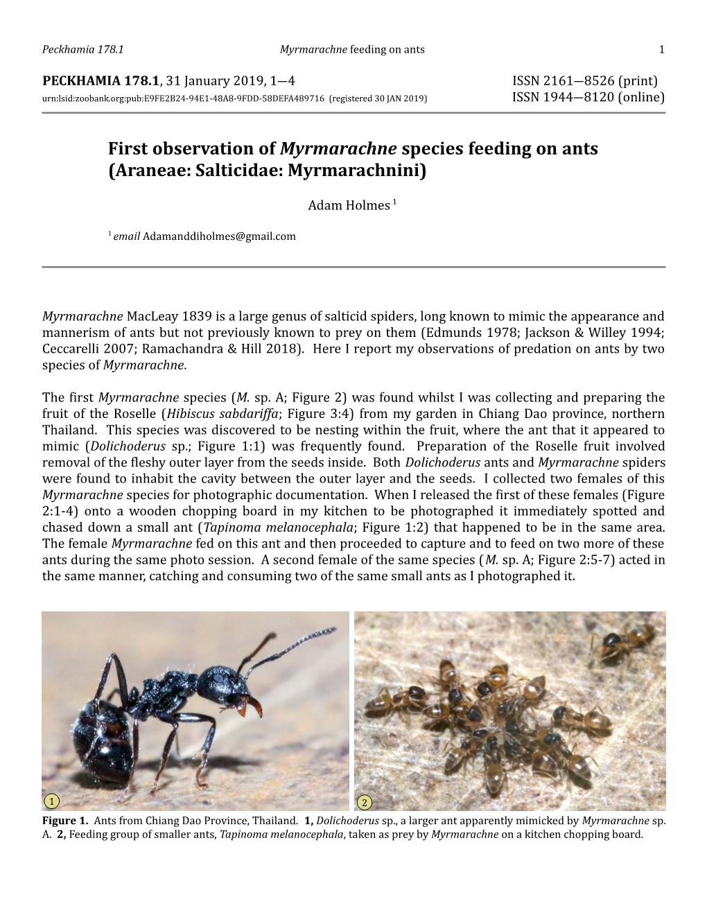 First Observation of Myrmarachne Species Feeding on Ants (Araneae: Salticidae: Myrmarachnini)