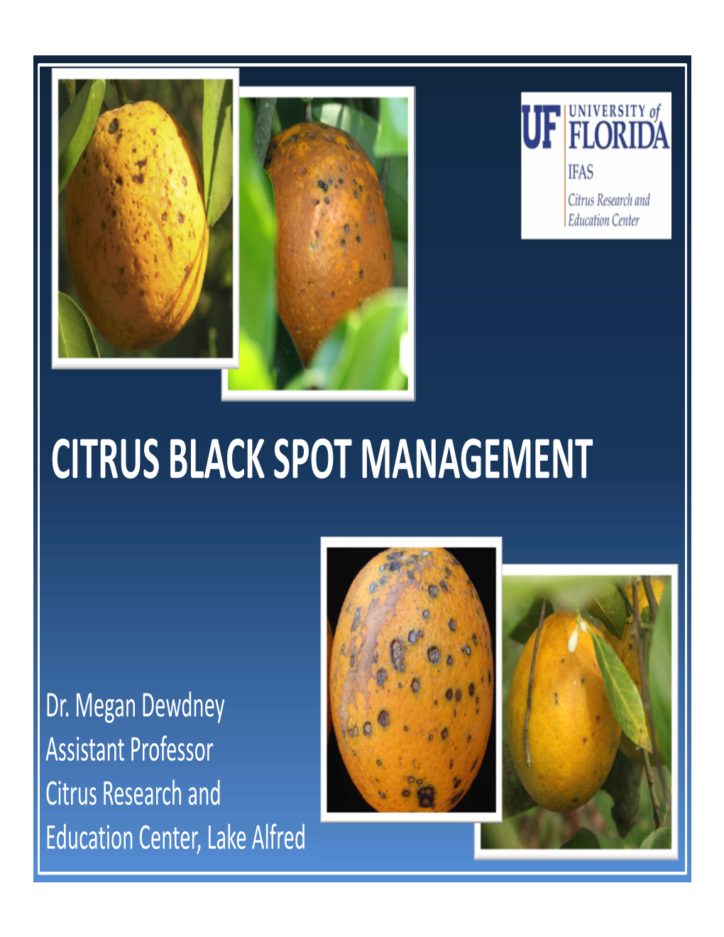 Citrus Black Spot Management 1/9/2013