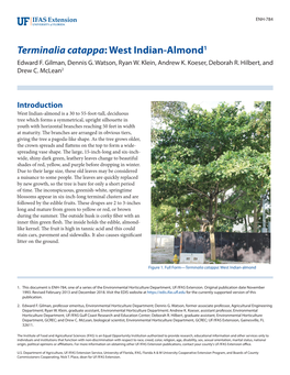Terminalia Catappa: West Indian-Almond1 Edward F