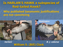 Is HARLAN's HAWK a Subspecies of Red-Tailed Hawk?