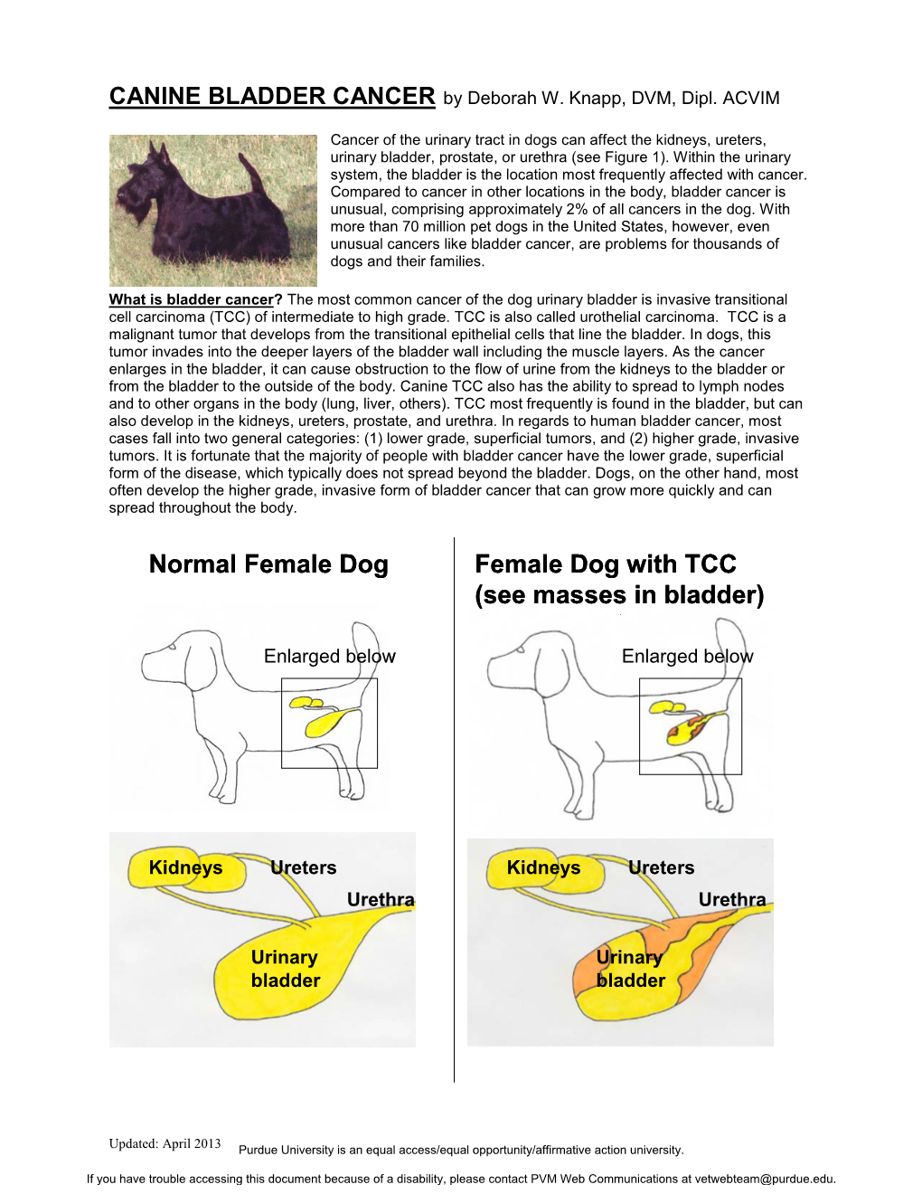 CANINE BLADDER CANCER by Deborah W